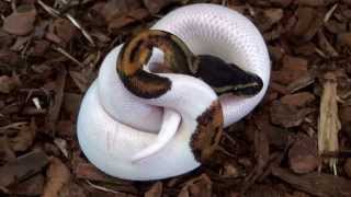 Ball Python Morphs [upl. by Jarrow]