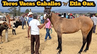 Miércoles de Plaza ganadera Etla Oaxaca Caballos 🐎 Toros Vacas becerros puercos chivos y más [upl. by Ahsile867]