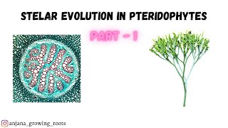 Stelar Evolution In Pteridophytes  Malayalam Part 1 Plectostele amp Siphonostele [upl. by Ennaul]