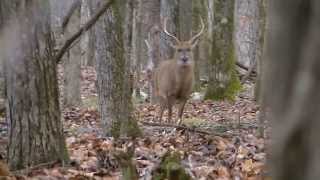 Morning Hunt in Alabama [upl. by Mccutcheon79]