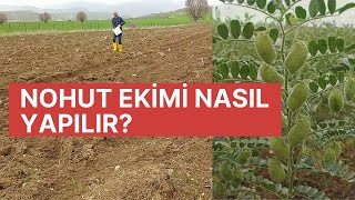 BAHÇE İŞLERİNOHUT EKİMİ [upl. by Brookhouse]