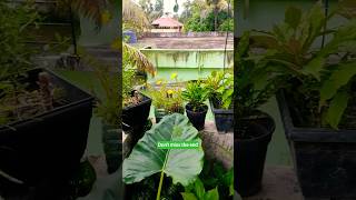 dont miss the end 🍀🤭malayalam plants malayalamstories alovera kattarvazha plantlover [upl. by Laubin]