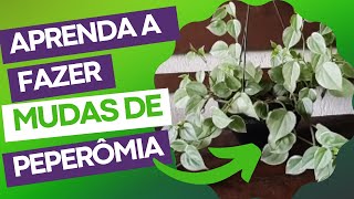 COMO FAZER MUDAS DE PEPERÔMIA Peperomia scandens [upl. by Hollinger]