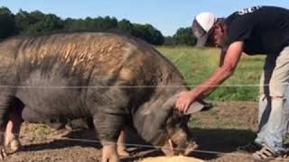 Huge Berkshire boar hog  Raising Pigs On Pasture [upl. by Aronel]