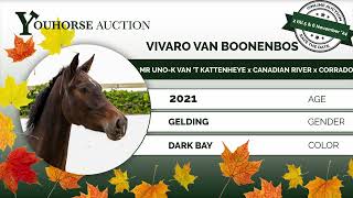 Vivaro van Boonenbos IN THE AUTUMN YOUHORSEAUCTION LOOSE JUMPING NOVEMBER 2  NOVEMBER 5 amp 6 [upl. by Pillow563]