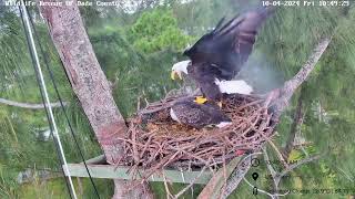 Wildlife Rescue of Dade County Eagle Nest Cam  Cam fell into the nest [upl. by Royd]