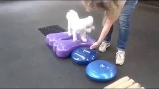 Bolognese Agility  TRAINING COURSE [upl. by Glaser]