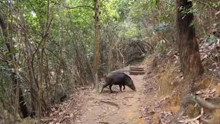 Wild Boar in the forest 🐗 maligalig Wild Boar hiking adventure [upl. by Hedveh]