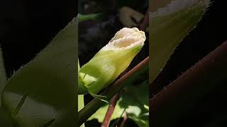 Ladys fingers in close up garden vegetables plants [upl. by Janaye]