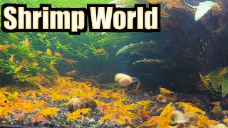 Shrimp World  Millions of Shrimp in All My Planted Shrimp Tanks [upl. by Fitalludba]