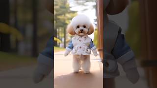 Dog Dance Video ❤️  shorts usa [upl. by Mandell]