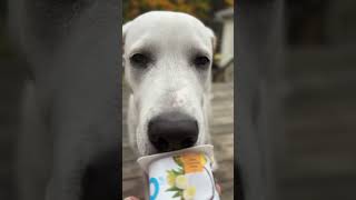 asmrsounds youtubeshorts puppy canada akbash youtubeindia youtube doglover trending [upl. by Gittel529]