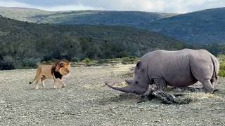 Rhino Stabs At Male Lion With Its Horn [upl. by Otsenre]