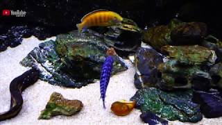 Labidochromis caeruleus三湖慈鲷 [upl. by Tennes]