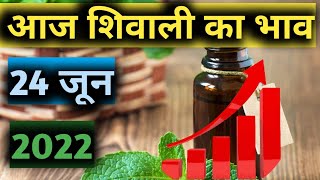 Mentha oil Rate today आज शिवाली का भाव पिपरमेंट का भाव आज काMenthantha oil production unit 24 जून [upl. by Ahsla]