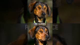 Blaser R8 vs R8 Silence [upl. by Madden]