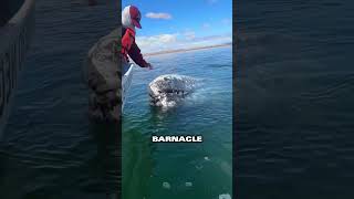 Whale shows gratitude after man removes painful barnacles💕 [upl. by Airaet201]