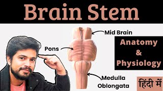 Brain Stem Mid Brain Pons Medulla Oblongata Anatomy and Physiology in Hindi [upl. by Ariella604]