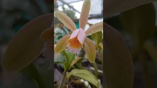 ORQUIDEA FORBESII flores [upl. by Sutsuj]