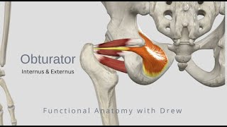 Obturator Internus and Externus [upl. by Tomaso]