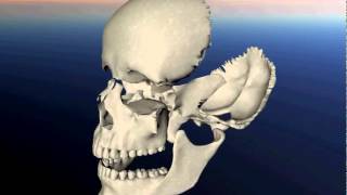 3dcranio cranium extra  www3dcraniocom [upl. by Guthry]