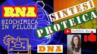 SINTESI PROTEICA quanta energia in GPT spende una cellula per la sintesi di una proteina [upl. by Adine368]