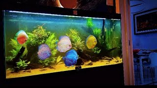 Aquarium Ciano Emotion pro Nature 120 by natureaquariumdesign [upl. by Annasor]