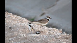 Killdeer bird with her chicks amp a quail family [upl. by Quintilla]