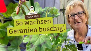 Mit diesem Trick wächst deine Geranie schön buschig und stämmig [upl. by Balmuth]