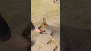 A cute wallaby in Symbio wildlife [upl. by Alrzc127]