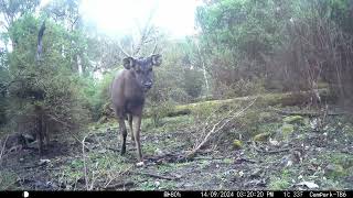 Tolmie Australia Trail Captures part II Aug  Sept 2024 Campark TC22 and T86 cameras [upl. by Eseuqram]