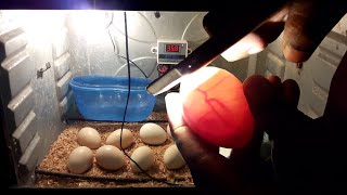 Candling Eggs DAY 10 Chicken Egg Candling Day 121 [upl. by Dorsman]