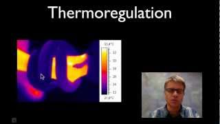 Thermoregulation [upl. by Lananna]