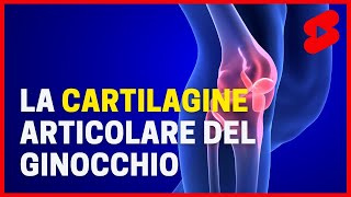 La CARTILAGINE articolare del ginocchio in risonanza magnetica shorts [upl. by Annola]