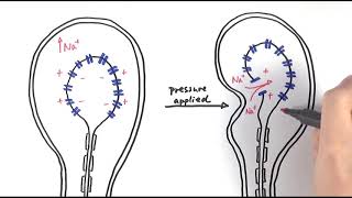 A2 Biology  Pacinian corpuscle OCR A Chapter 133 [upl. by Amelus]