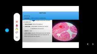 Histology Slides Series Episode 11  Histology of the Large Intestine Colon Appendix Rectum [upl. by Grosmark]