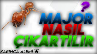 MAJOR İŞÇİ NASIL ÇIKARTILIR  How to produce major workers [upl. by Aisyle]