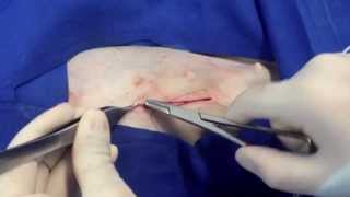 Ovariohisterectomía en hembras caninas  Ovariohysterectomy in dogs [upl. by Eekcaj366]