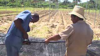 Proyecto de colaboración internacional favorece agricultura sostenible en zonas costeras de Santiago [upl. by Bonnice]