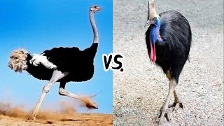 Ostrich vs Cassowary Debate [upl. by Yrakaz]