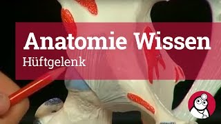 AnatomieWissen Hüftgelenk [upl. by Riada]