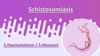 Schistosomiasis  SHaematobium  SMansoni [upl. by Lemon]