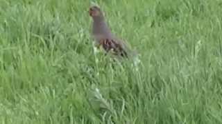 Grey Partridge  Patrijs Perdix Perdix [upl. by Sascha]