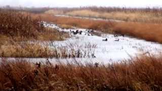 MI DNR Managed Waterfowl Hunt Area Harsens Island [upl. by Laroy634]