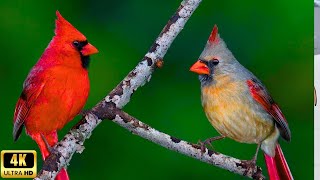 The NORTHERN CARDINAL birds CARDINAL The Surprising Life of a Cardinal birds [upl. by Jewel]