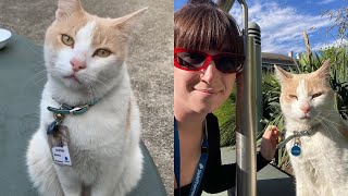 Cat Works As Security Guard At Local Hospital👮🏼‍♂️ [upl. by Akeimat464]