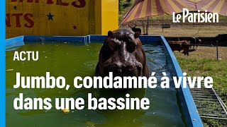 « Sauver l’hippopotame Jumbo »  la ville de Nice en guerre contre l’installation du cirque Zavatta [upl. by Sirap]