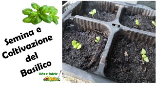 🍃 BASILICO semina e coltivazione [upl. by Theone]