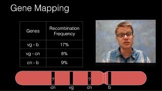 Genetic Recombination and Gene Mapping [upl. by Gracye]