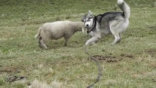 Excited lamb enjoys playtime with husky best friend [upl. by Mirelle]